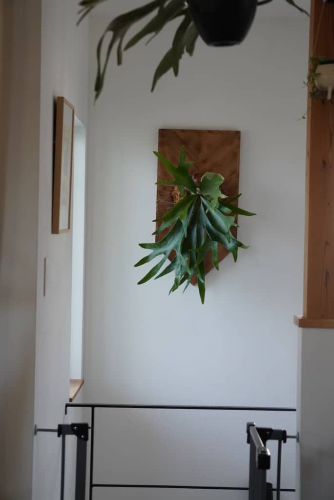 植物上級者みたいな飾り場所