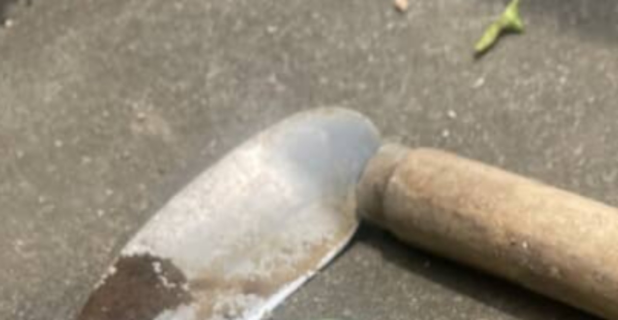 庭仕事をしていたら……「うわあああ」 遭遇した“まさかの生き物”に仰天「初めて見ました」「もはやモスラ」(1/3) | その他生き物 ねとらぼ