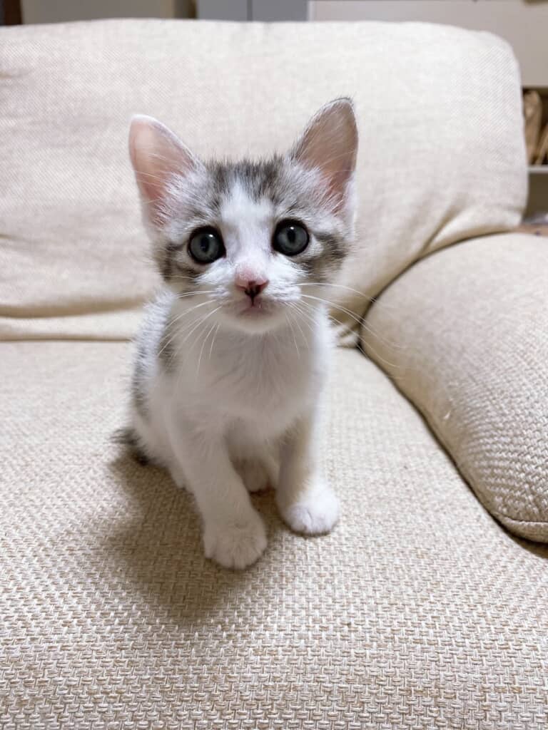 元野良猫だった子猫時代