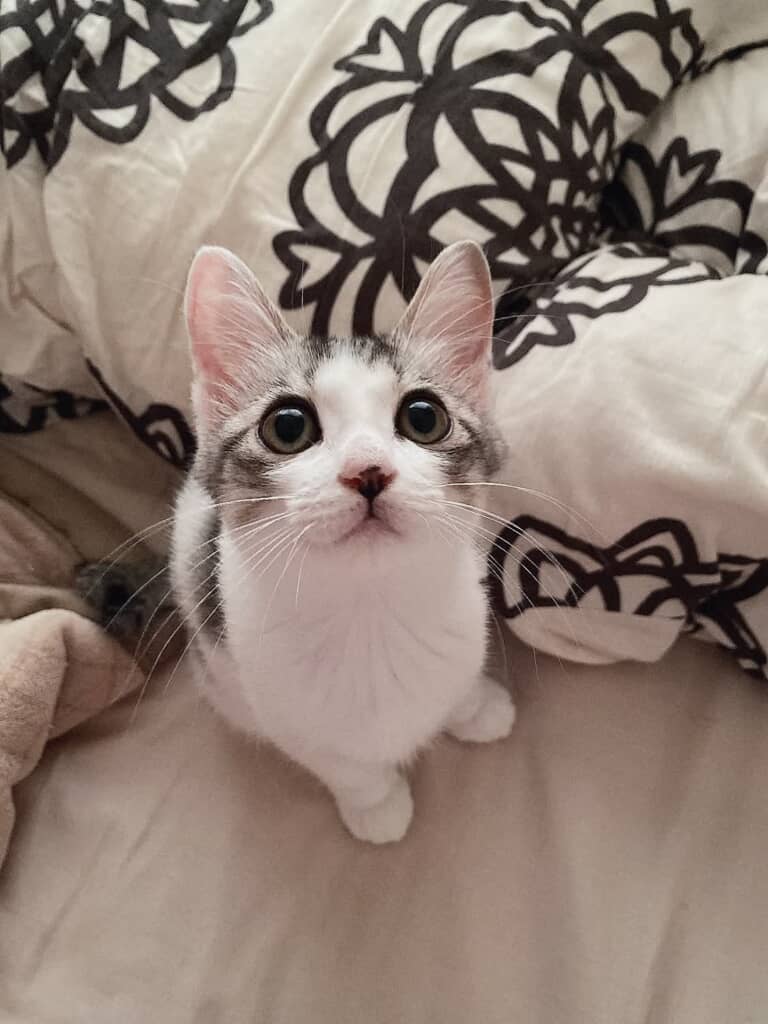 あどけなさを残した美猫さんに成長