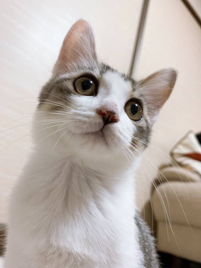大きな瞳はそのまま！