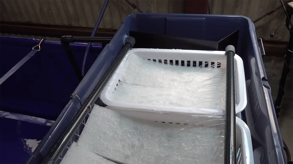 しっかり水を吸い上げてくれました