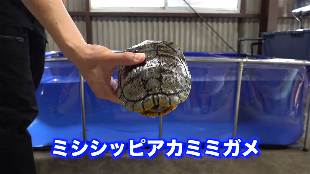 飼育しているミシシッピアカミミガメを泳がせてみます
