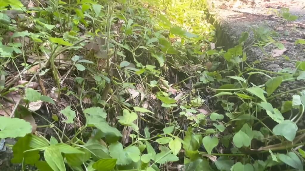 2年放置して植物だらけとなった側溝