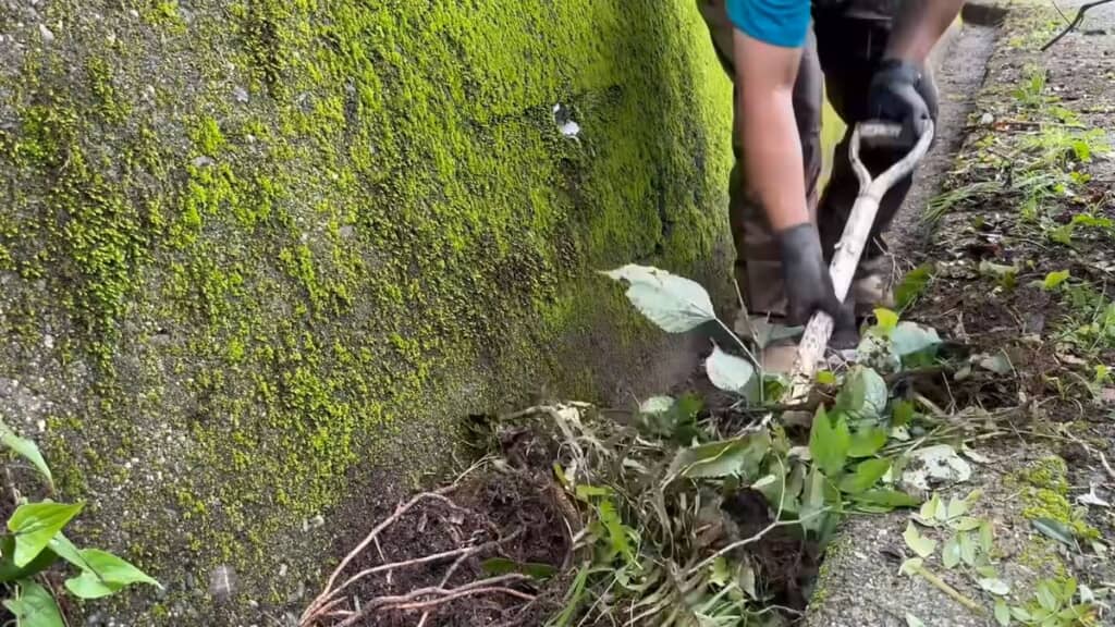 植物ごと側溝にたまった土をシャベルでかき出す