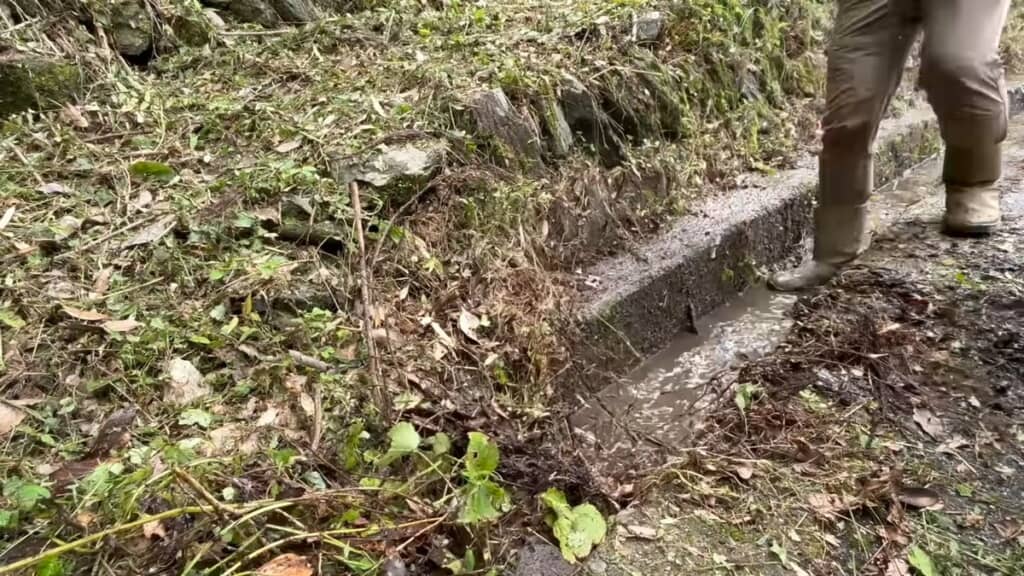 泥水を含んだ土を植物ごと除去