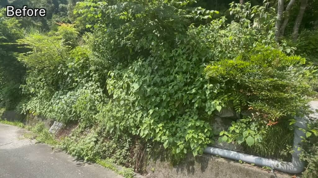 植物が生い茂っている側溝と近くの石垣