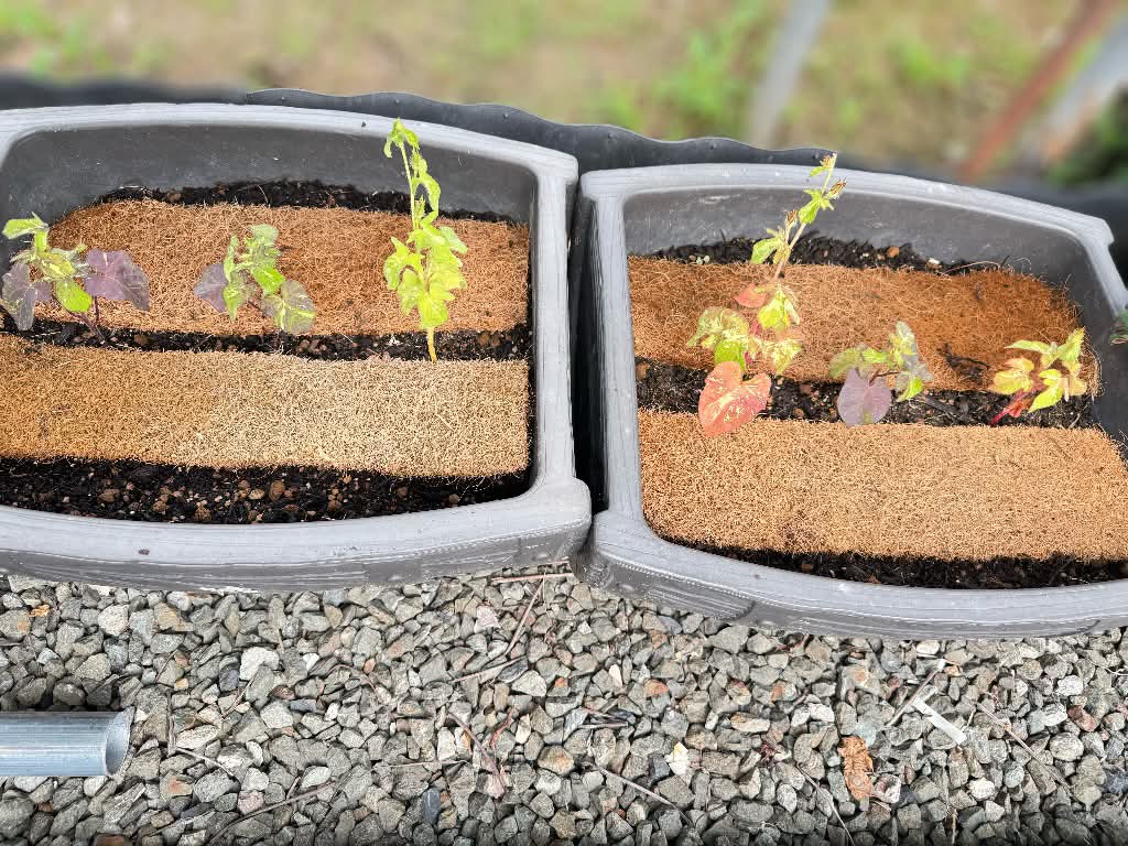 それでもあまり育ってはない……？