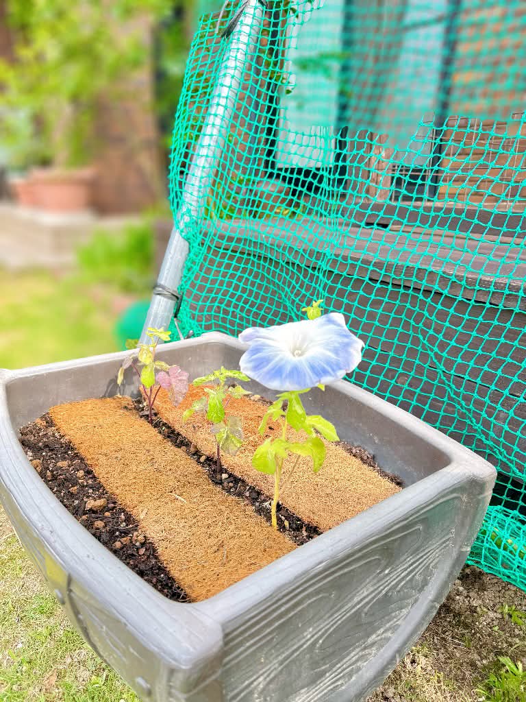 つるが伸びる前に花が咲いてしまいました！