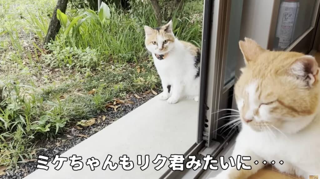 お家の中に誘っても遠慮することが多いミケちゃん