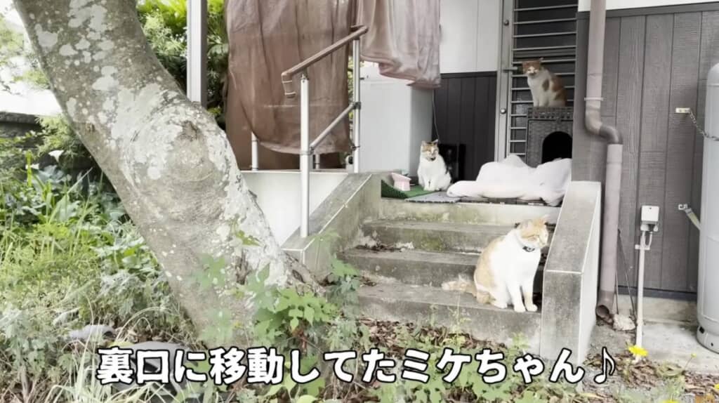 裏口に移動して家族団欒中