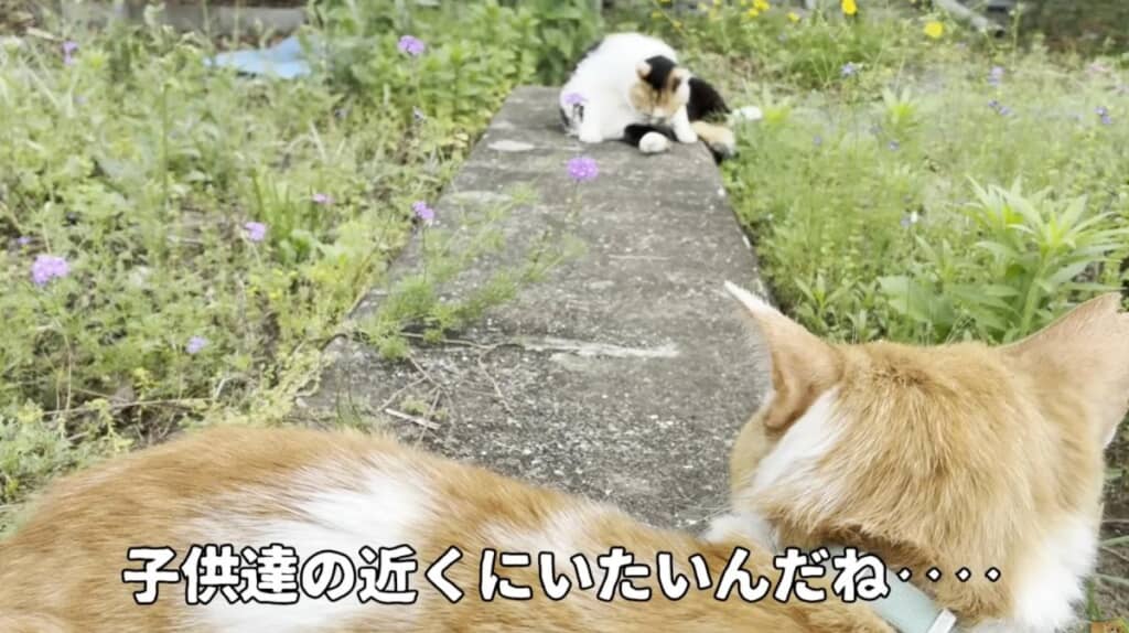 毎日母業を頑張っています