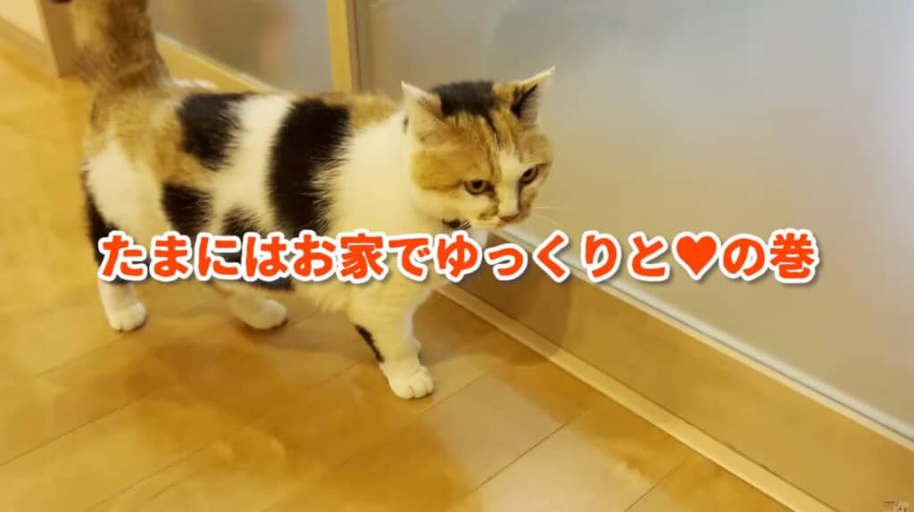 たまにはゆっくり過ごしてね