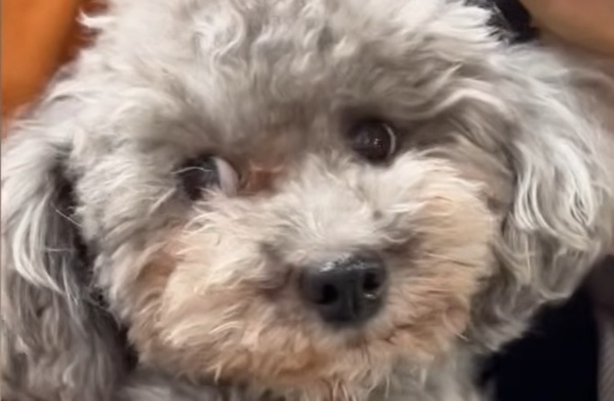 元繁殖犬をお迎えしたら「想像と違った」→実は…… 「信じられない」9カ月後の裏切りに「イメージと全然違いました」(1/3) | 犬 ねとらぼ