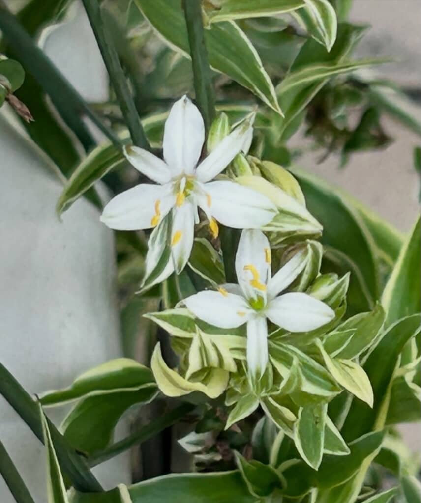 白い花も咲きました
