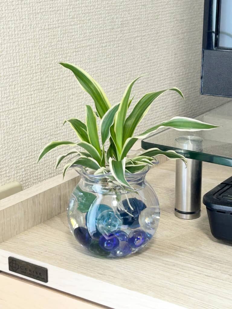 水耕栽培にした様子