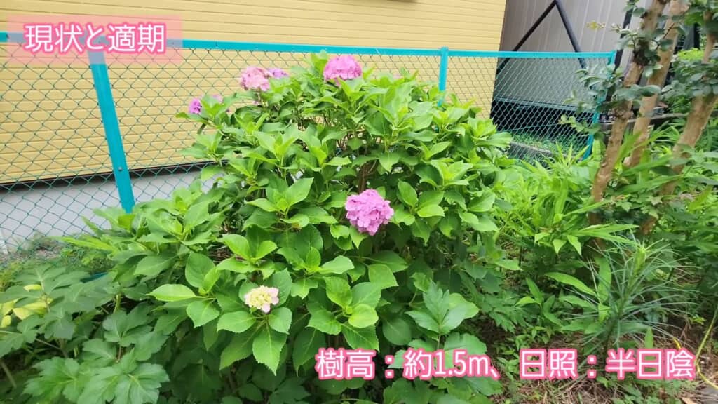 花付きを良くするために剪定を施すアジサイ