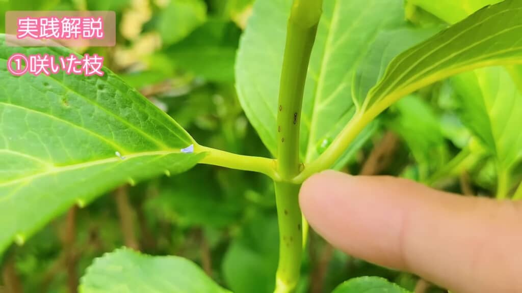 葉と茎の境目に芽が生じている