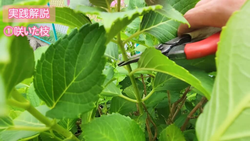 葉の付け根より少し上の辺りの茎を切る