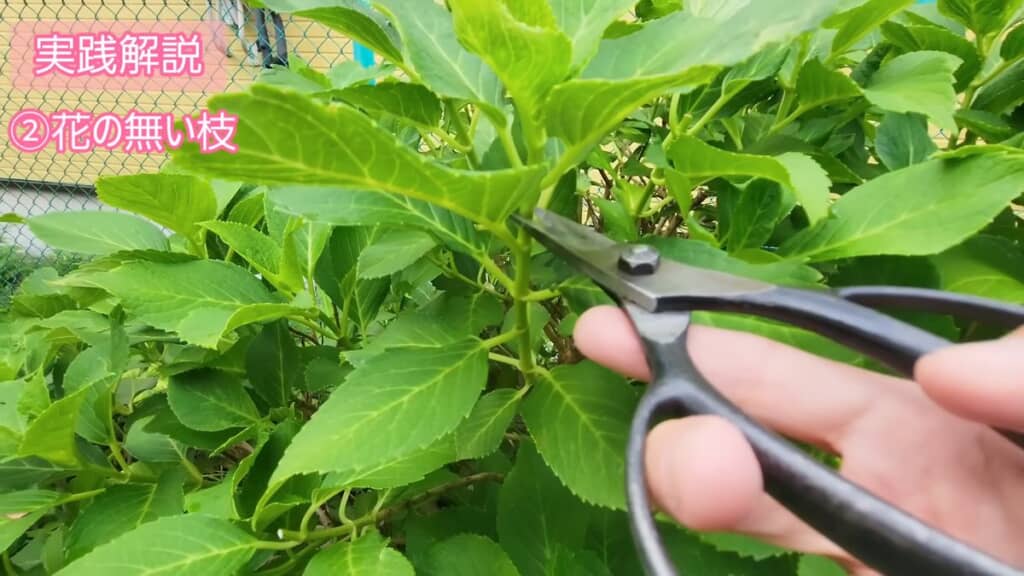 花が咲いていない枝も同じ方法で切る