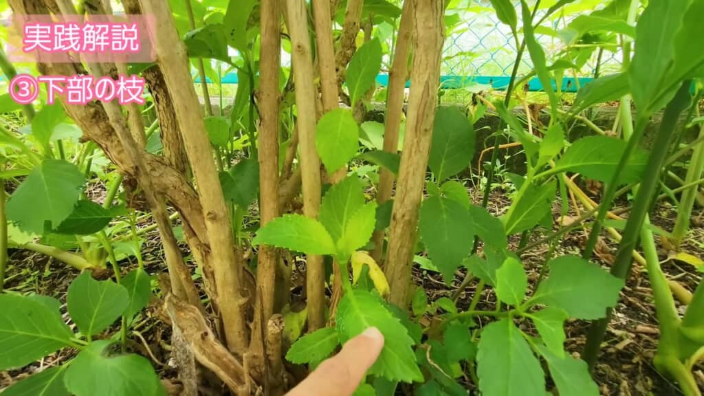 株元に生えている新しい枝