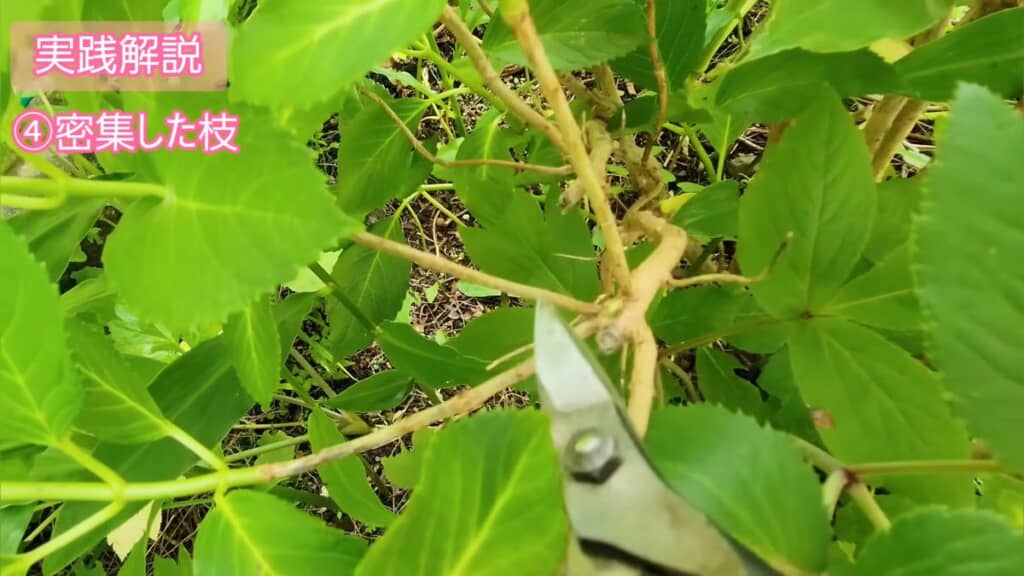 密集した枝に近づいて最も細いものを探す様子