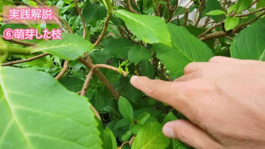 萌芽している枝