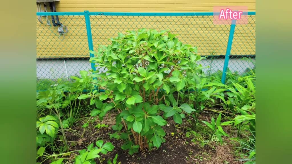 剪定後のアジサイ