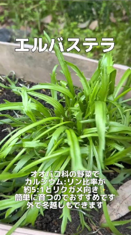 育てているエルバステラ