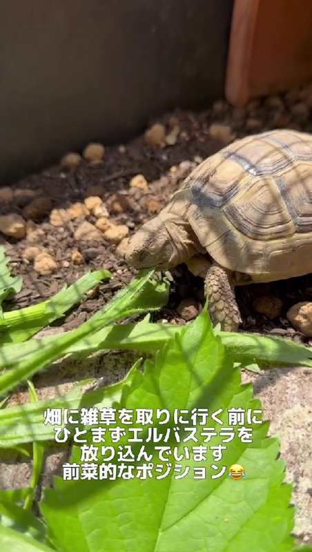 カメさんのごはんになるようです