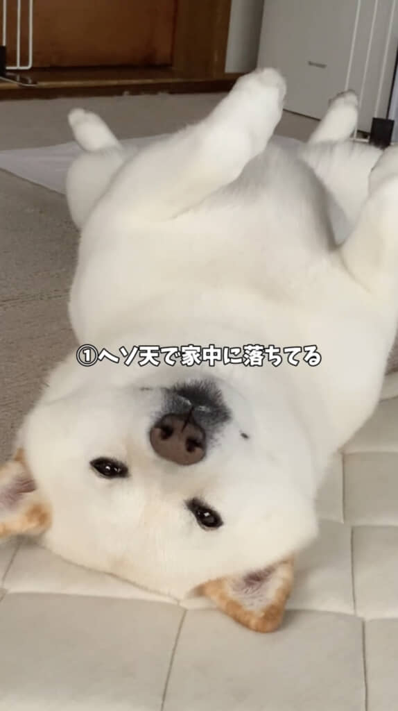 キュートなおなかを見せてくれます