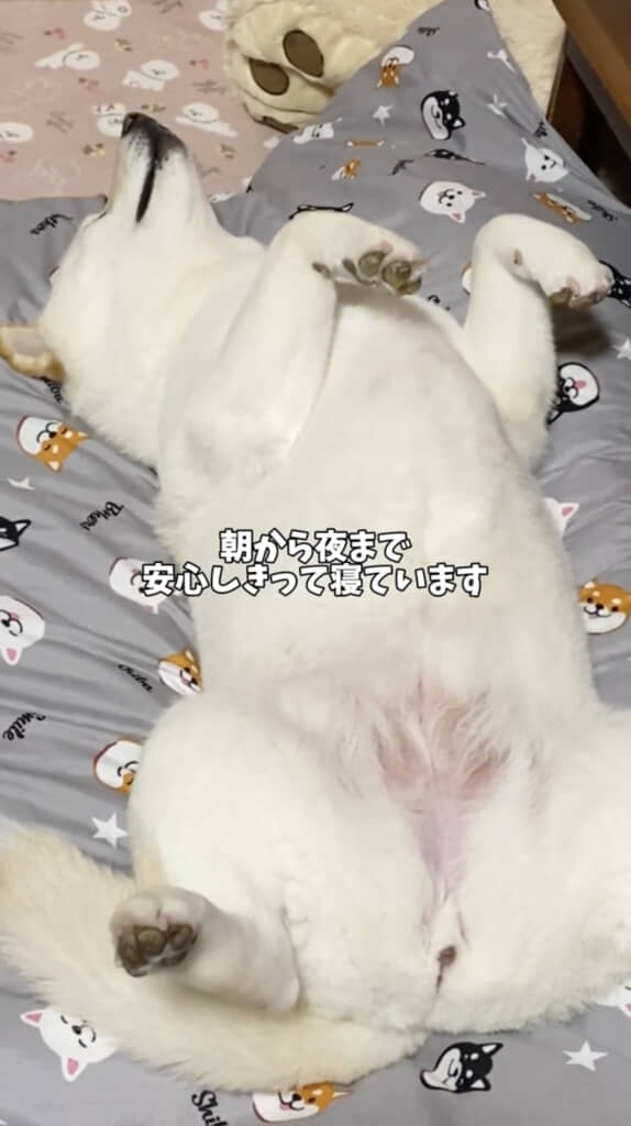 完全に熟睡してる……！