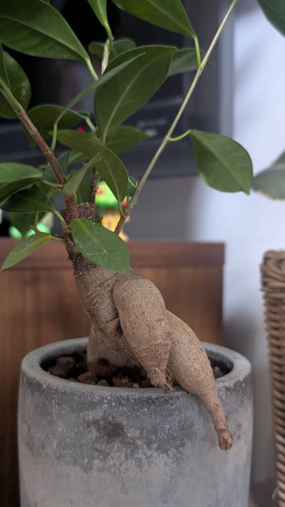 植木鉢から抜け出そうとしてる！