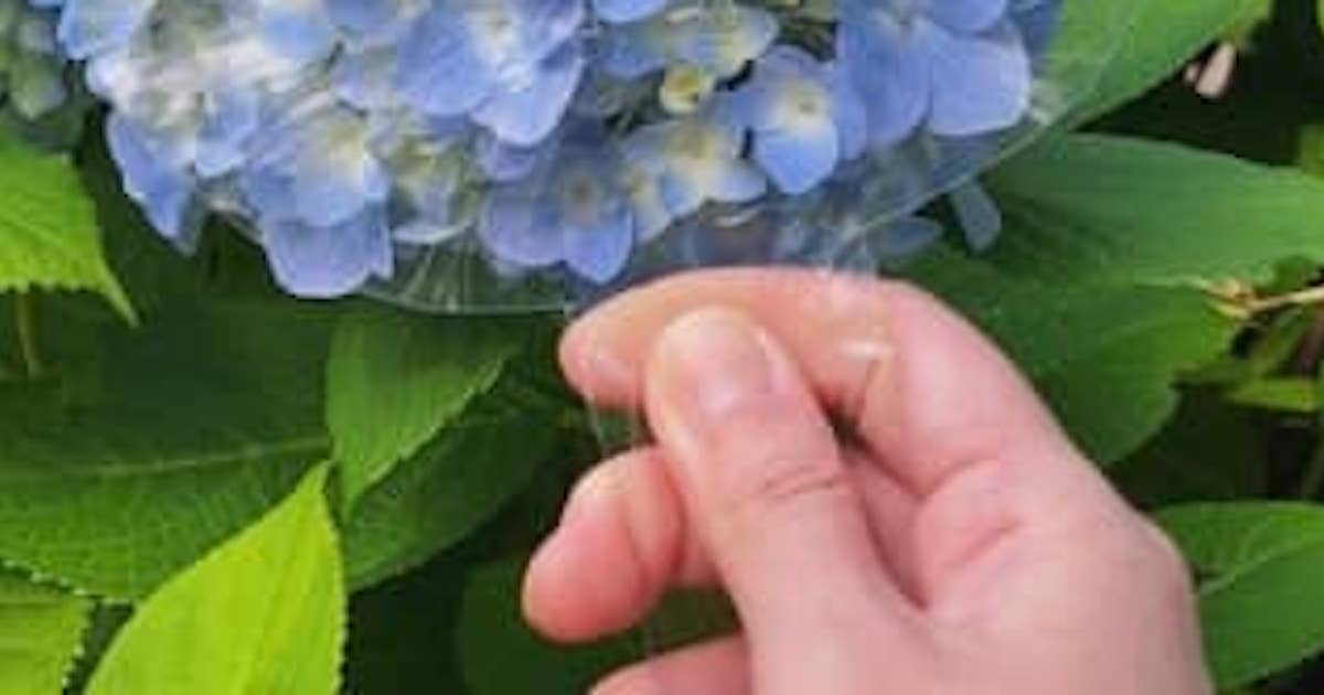 青いあじさいにかざすだけで……　人気キャラが現れる魔法の手作りアイテムが140万表示　「天才だー！」「癒されました」（1/2） | ハンドメイド ねとらぼ