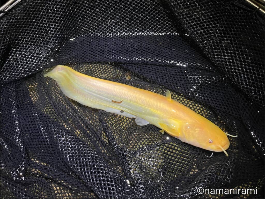 非常に珍しい“アルビノのナマズ”