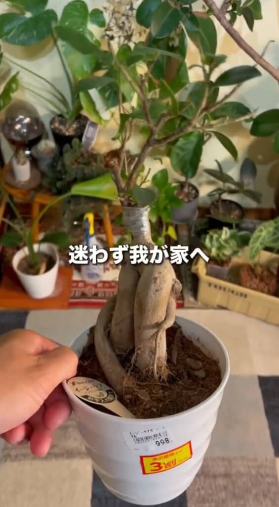我が家にお迎え