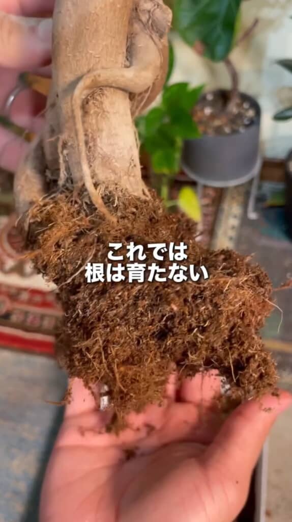 ピートモスを取り除きます