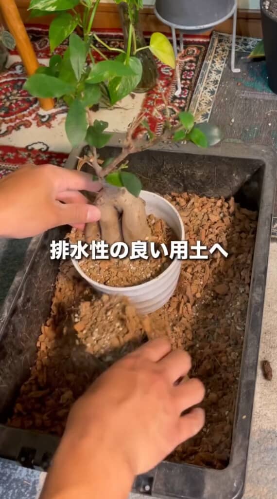 排水性の良い用土に植え替える