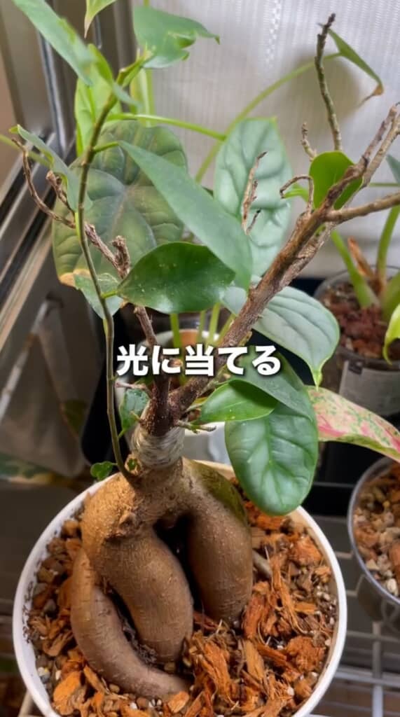 適切な光をあてる
