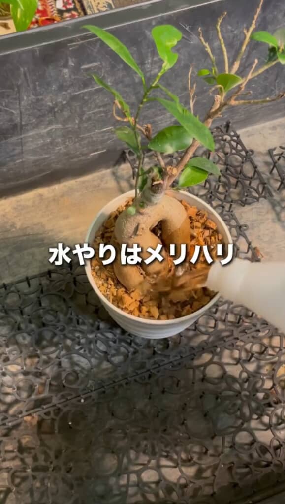 水やりはメリハリが大事