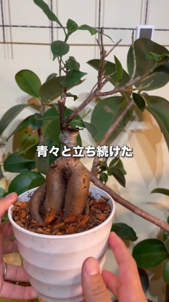 リスタートをきったガジュマル