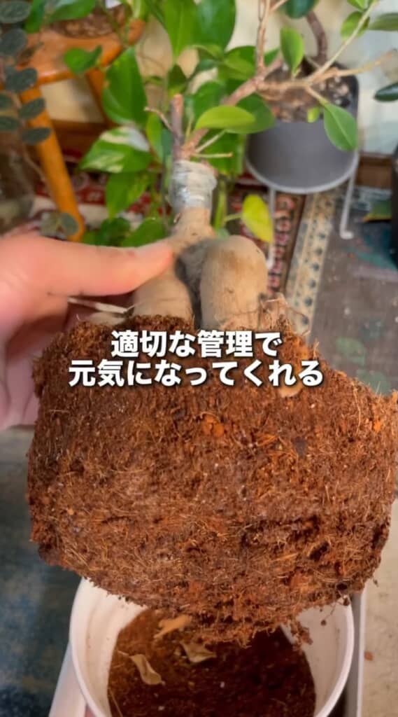 ピートモスががっちりついた根の部分
