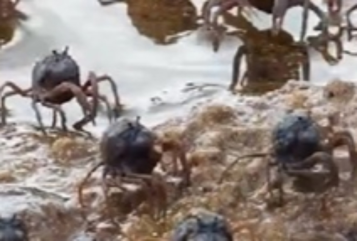 浜辺で見つけた小さくて丸いカニ→恐る恐る食べてみると……「えええぇぇ!」 衝撃の結果に「研究対象だよ」(1/3) | ライフスタイル ねとらぼ