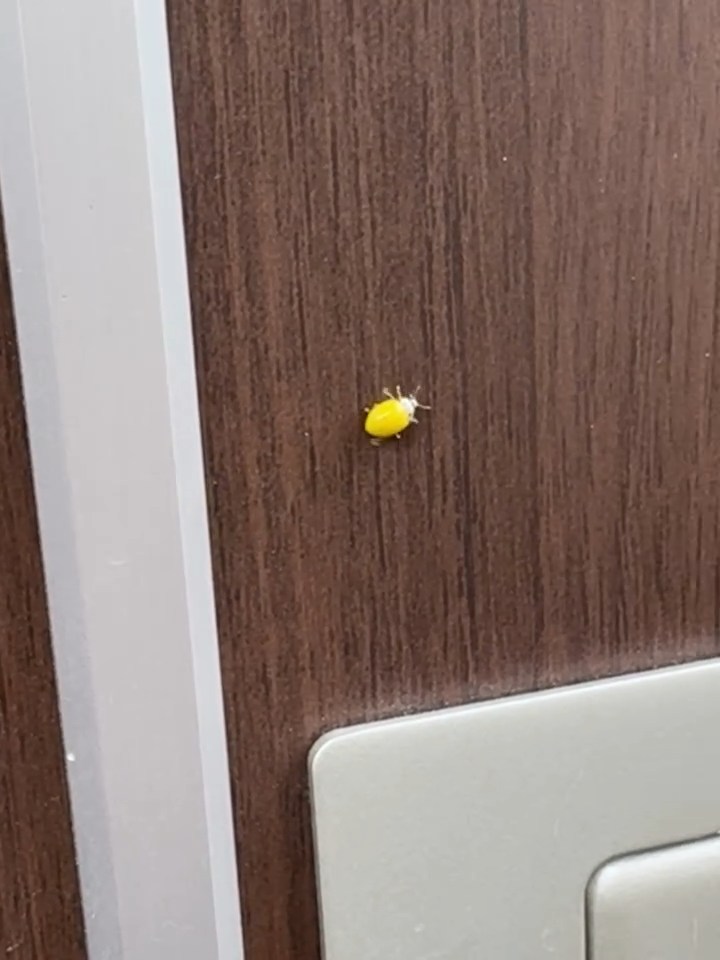 よく見ると黄色いテントウムシ。ポピュラーなナナホシテントウやニジュウヤホシテントウと違って、羽が単色です