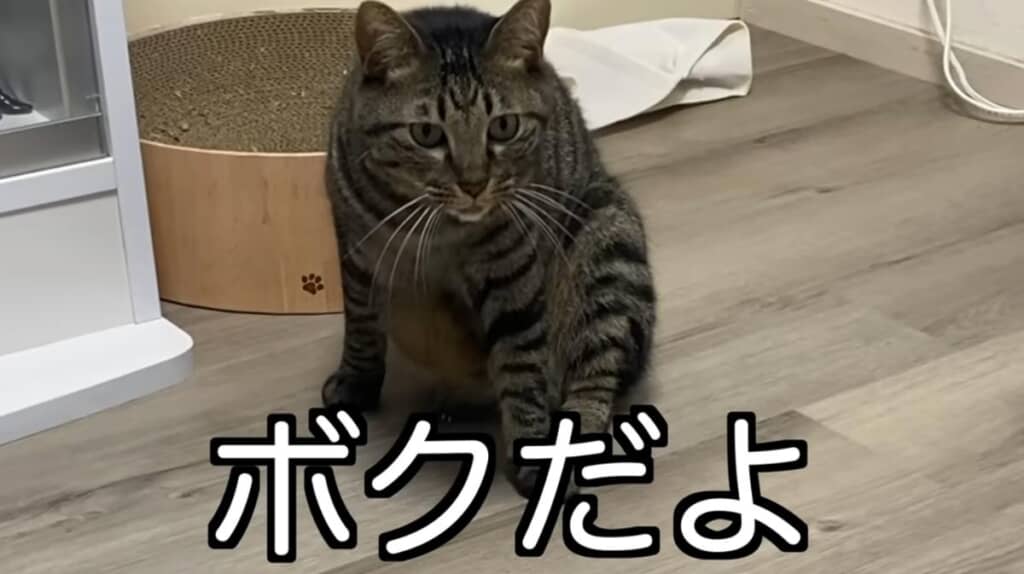 狂暴猫のふくちゃん