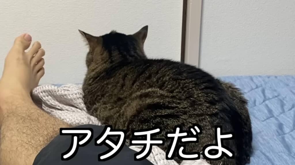 凶暴猫のてんちゃん
