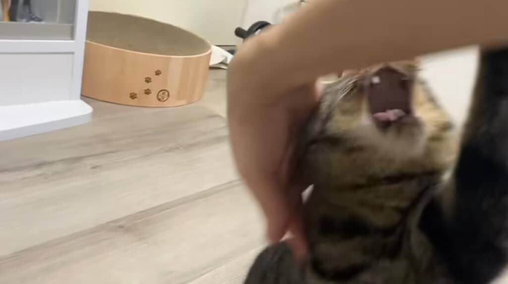 とっても気分やな猫ちゃんたち