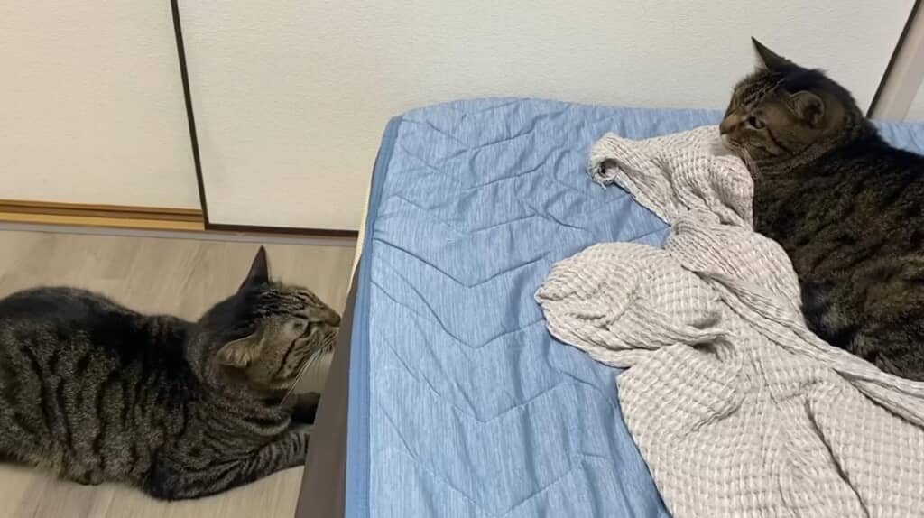 狂暴猫が凶暴猫にケンカを挑んだら……