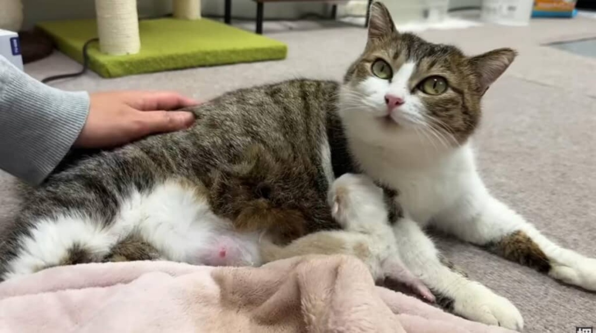 育児放棄された子猫を“無関係な母猫”に預けてみたら……「ホントに凄いね!!」232万再生の信じられない光景に「泣いてまうやろ～～」（1/3） | 猫 ねとらぼ