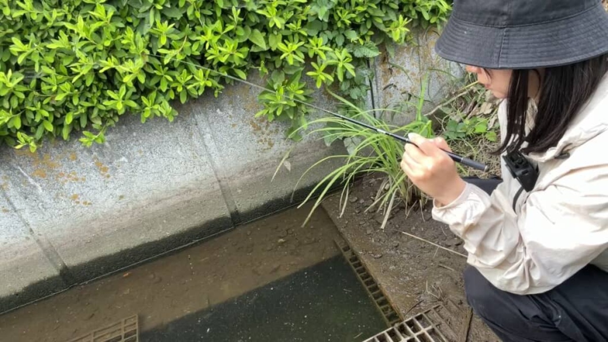 女性が“用水路の穴”にエサを落としたら…… 「驚いちゃいますよ」「凄い」「大漁ですね」「すごく貴重」(1/3) | その他生き物 ねとらぼ